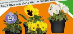 Globus Baumarkt Stiefmütterchen Angebot