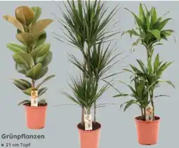 Globus Baumarkt Grünpflanzen Angebot