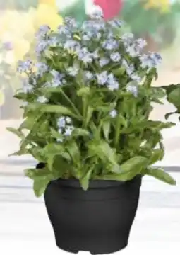 Globus Baumarkt Vergissmeinnicht Angebot