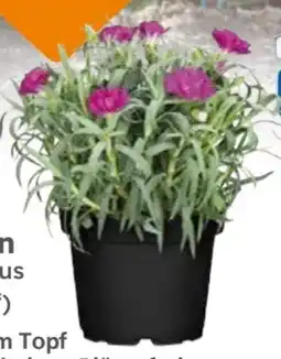 Globus Baumarkt Nelken Angebot