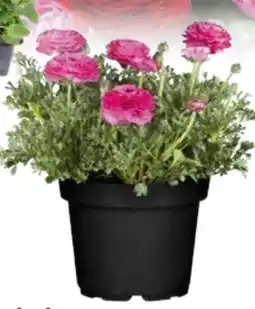 Globus Baumarkt Ranunkeln Angebot