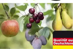 Globus Baumarkt Bio-Obstbäume Angebot