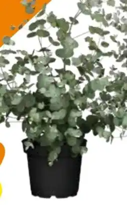 Globus Baumarkt Eukalyptus Angebot