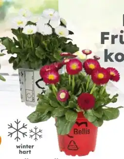 Globus Baumarkt Gänseblümchen Angebot