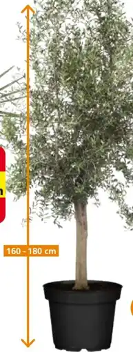 Globus Baumarkt Olivenbaum Olea Europaea Angebot