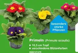 Globus Baumarkt Primeln Angebot