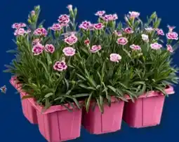 Lidl Dianthus Angebot