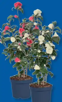 Lidl Kamelien Angebot