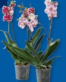 Lidl Schmetterlingsorchidee Angebot