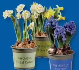 Lidl Blumenzwiebeln Angebot