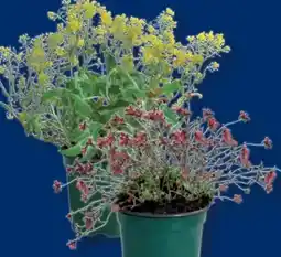 Lidl Polsterstauden Angebot