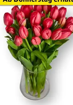 Edeka Edeka Herzstücke Tulpenstrauß Angebot