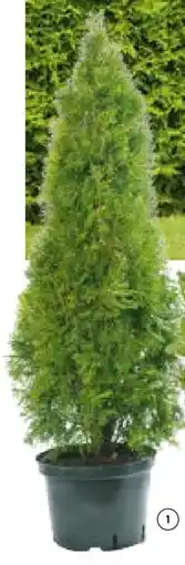 Hellweg Plantiflor Lebensbaum Smaragd Angebot