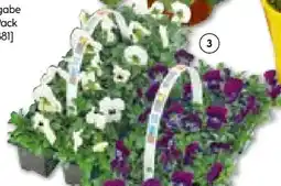 Hellweg Stiefmütterchen Angebot