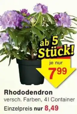 Jawoll Rhododendron Angebot