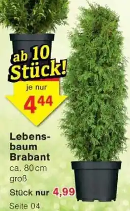 Jawoll Lebens-baum Brabant Angebot