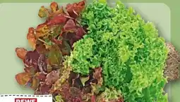 REWE Rewe Regional Wurzelsalat Salattrio Angebot