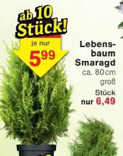 Jawoll Lebens- baum Smaragd Angebot