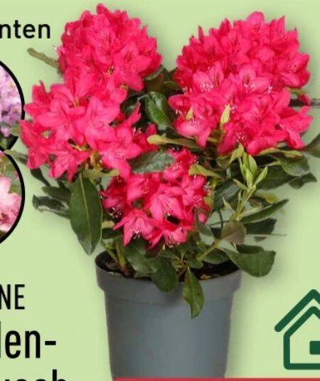 Gardenline Rhododendron-Busch 1 stk Angebot bei Aldi Nord