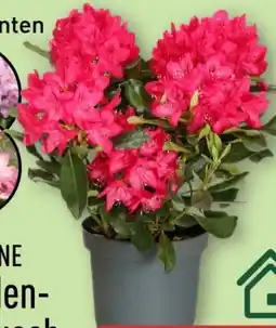 Aldi Nord Gardenline Rhododen­dron-Busch Angebot