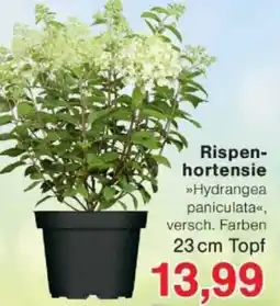 Jawoll Rispenhortensie Angebot