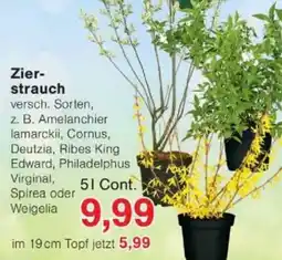 Jawoll Zier strauch Angebot