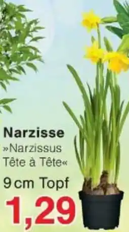 Jawoll Narzisse Angebot