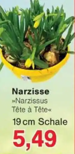 Jawoll Narzisse Angebot