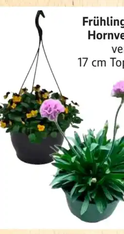 Edeka Frühlingsstauden Angebot