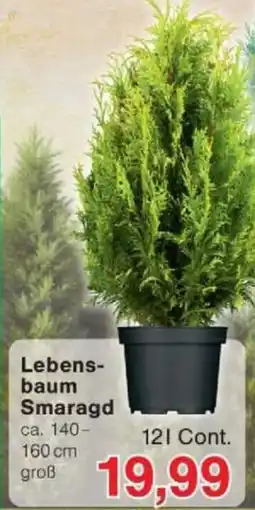 Jawoll Lebensbaum Smaragd Angebot