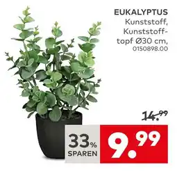 porta Eukalyptus Angebot