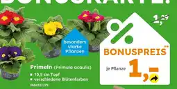 Globus Baumarkt Primeln (primula acaulis) Angebot