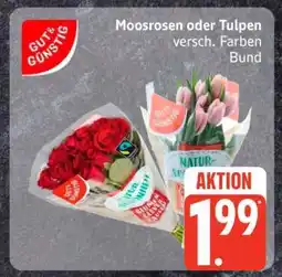 Edeka Moosrosen oder Tulpen Angebot