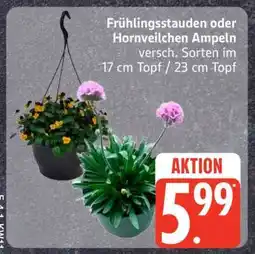 Edeka Frühlingsstauden oder Hornveilchen Ampeln Angebot