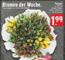 Edeka Tulpen Angebot