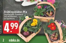 Edeka Frühlingsblüher-Mix Angebot