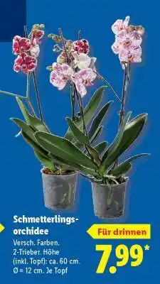 Lidl Schmetterlings-Orchidee Angebot