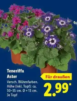 Lidl Teneriffa Aster Angebot