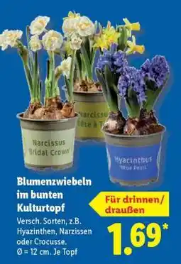 Lidl Blumenzwiebeln im bunten Kulturtopf Angebot