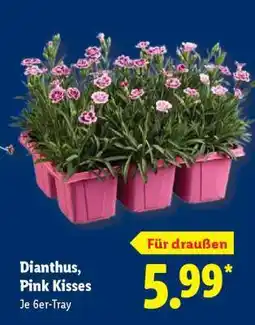 Lidl Dianthus, Pink Kisses Angebot