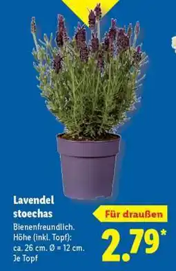 Lidl Lavendel „stoechas“ Angebot