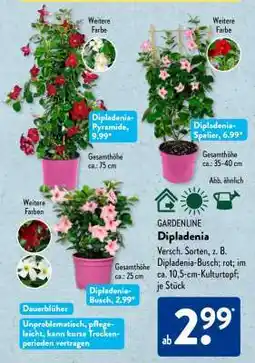 Aldi Süd GARDENLINE Dipladenia Angebot