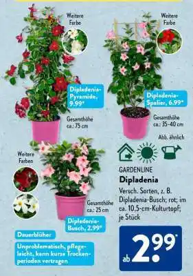 GARDENLINE Dipladenia