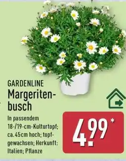 Aldi Nord GARDENLINE Margeritenbusch Angebot