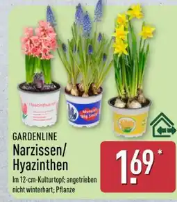Aldi Nord GARDENLINE Narzissen/ Hyazinthen Angebot