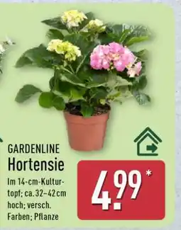 Aldi Nord GARDENLINE Hortensie Angebot