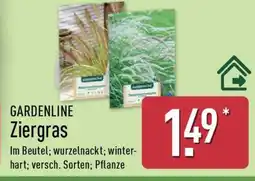 Aldi Nord GARDENLINE Ziergras Angebot