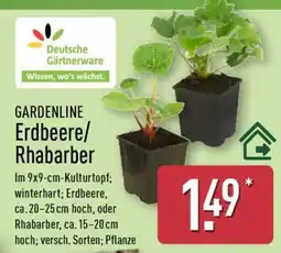 Aldi Nord GARDENLINE Erdbeere/Rhabarber Angebot