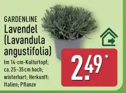 Aldi Nord GARDENLINE Lavendel (Lavandula angustifolia) Angebot