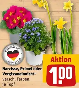 REWE Narzisse, Primel oder Vergissmeinnicht Angebot